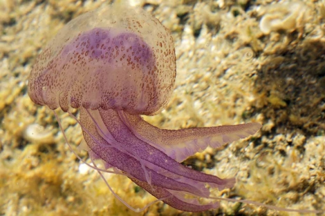 En la imagen la medusa Pelagia noctiluca. | Hans Hillewaert