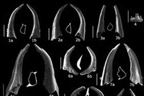 Fsiles de conodontos del Ordovcico.|Rodrguez-Caero