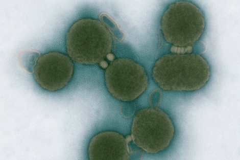 Bacterias sintéticas fabricadas por el equipo de Craig Venter. | Efe