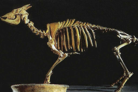Esqueleto de Myotragus de Baleares. |EL MUNDO