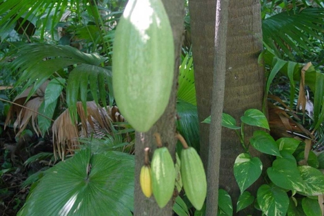 rbol del cacao ( 'Theobroma cacao')