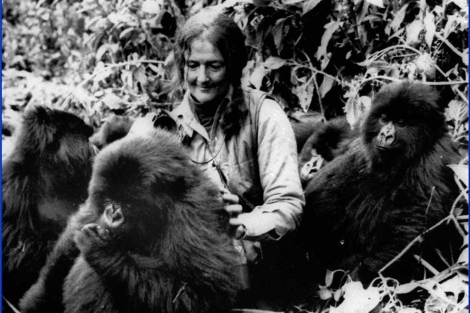 Dian Fossey, junto los gorilas de las Montaas Virunga, en Ruanada. |AP