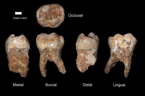 Bsqueda: in Los dientes humanos hallados en la Cueva de Qesem. | Efe