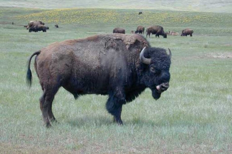 Imgen de un bisonte americano conocido como 'Bison bison'. | ELMUNDO.es