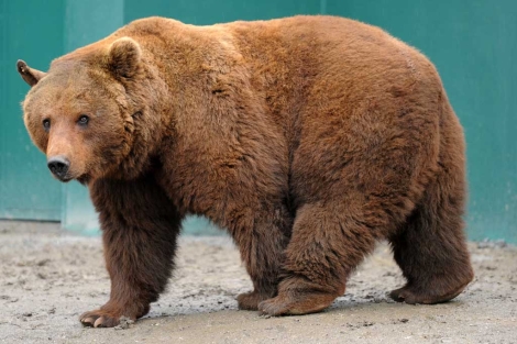 Foto de archivo del oso 'Furaco' en el Parque de Cabrceno. | A. Gonzlez.