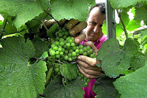 Un agricultor recoge uvas en Bakio, Vizcaya. | Mitxi