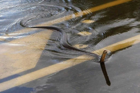 Una serpiente en una calzada a seis kilmetros de Rockhampton. | Reuters