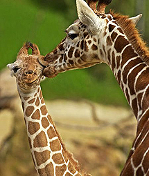 Dos jirafas dndose un beso.