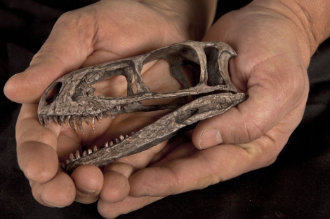 Crneo del nuevo dinosaurio hallado en Argentina. | Science