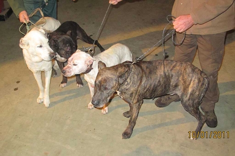 Los ltimos cuatro perros intervenidos a los furtivos de Doana este mes. | EM