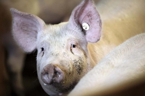 Un cerdo en una granja de Schlamersdorf, donde se han encontrado toxinas. | Bodo Marks