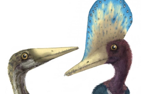 Recreación del pterosaurio del Jurásico hallado en China.| Science