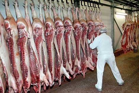 Cerdos en una carnicera cercana a Bonn. | AP