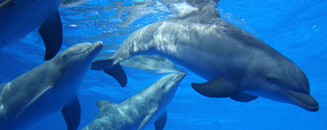Los delfines del zoo de Barcelona, uno de los mayores reclamos del centro.