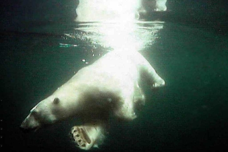 Foto de archivo de un oso polar nadando en aguas de Alaska. | AP