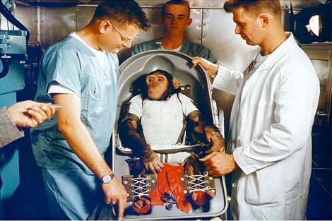 50 años del primer chimpancé en el espacio | Ciencia | elmundo.es