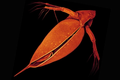 Imagen de la pulga de agua 'Daphnia pulex' coloreada por un escner laser. | J. Michels