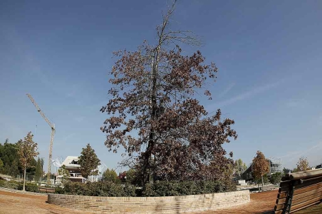 El 'Quercus Palustris', en el Parque de las Crcavas de Pozuelo de Alarcn. | Alberto Cullar