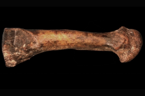 Fósil del cuarto metatarso del pie de 'A. afarensis'. | Science