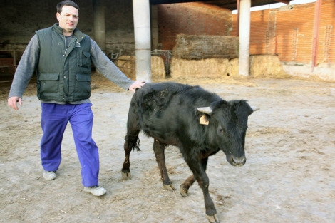 Got recibe los cuidados del ganadero Javier Azpeleta. | Foto: Brgimo