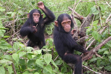 Dos jvenes chimpancs. | Delphine Bruyere.