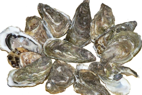 La contaminacin daa la reproduccin de las ostras. | David Monniaux/Peter Gugerell