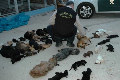 Un agente del Seprona junto a cadveres de perros. | ELMUNDO.es