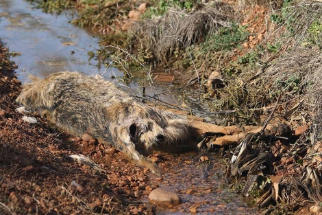 El lobo envenenado encontrado por Naturistas de Valladolid.