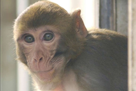 Hembra de una especie de macaco. | Science