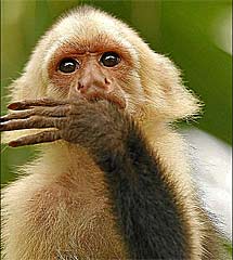 Capuchino cariblanco. | Jose Luis Cuesta