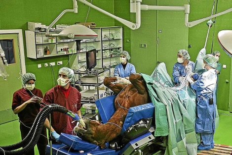 Intervencin realizada a un equino en el Hospital Veterinario de Castilla y Len. | J. Gutirrez