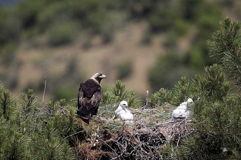 Un nido de guila imperial ibrica con dos polluelos. | Efe