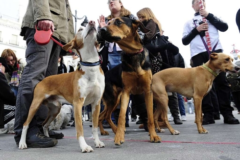 Perros durante una quedada canina en Madrid el pasado mes| Bernardo Daz