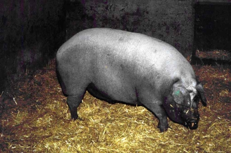 Cerdo ibrico de la raza Guadyerbas. | Miguel Prez-Enciso (UAB-CRAG)