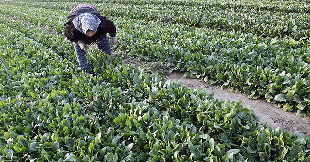 Un agricultor en un campo de espinacas en la prefectura de Ibaragi. | Reuters