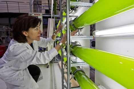 Pilar Bretes, investigadora de GaikerIK4 comprueba los tubos donde se cultivan las algas. | Iaki Andrs