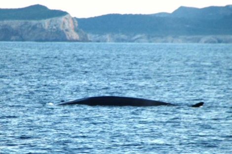 Imagen de la ballena avistada.
