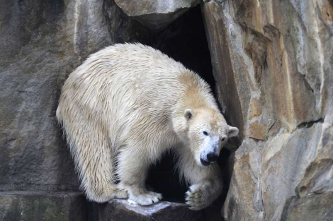 El oso Knut en una imagen tomada el 8 de enero de 2010. | AFP