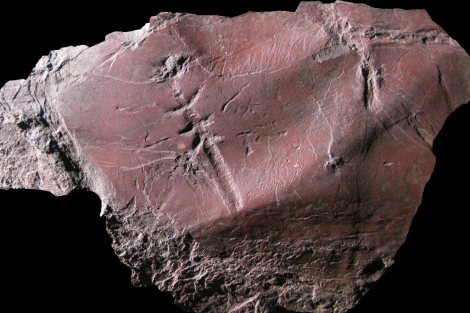 Impresión del cuerpo del insecto, a la izquierda, sobre la roca. |PNAS