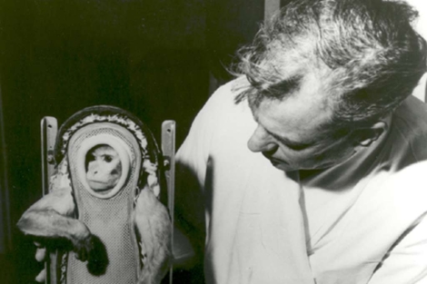 El mono Sam se prepara para su misin espacial en 1961. | NASA