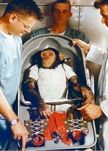 El chimpanc Ham se prepara para su viaje. | NASA
