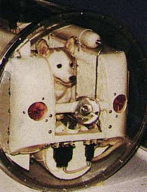 La perra Laika, en su habitculo del 'Sputnik-2'. | NASA