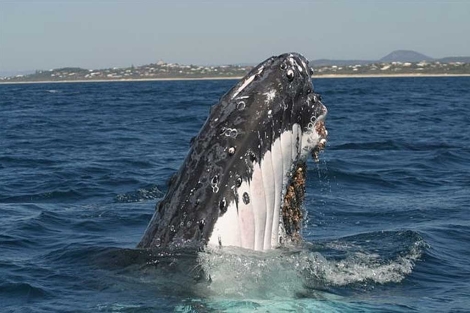 Una ballena jorobada ('Megaptera novaeangliae') de Australia. | Joshua Smith/Michael Noad.