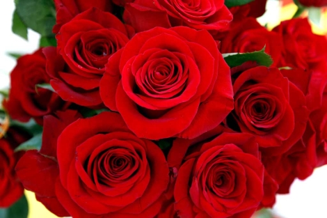 Los rosas rojas cumplen los clsicos un ao ms. | Antonio Moreno