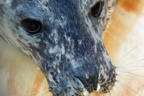 Watta, el ejemplar de foca gris liberado en Marn. | Cemma