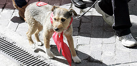 Un perro se uni a la manifestacin de Valladolid. | Ical