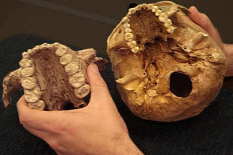Mandíbulas de 'Paranthropus boisei', encontradas en África. |PNAS