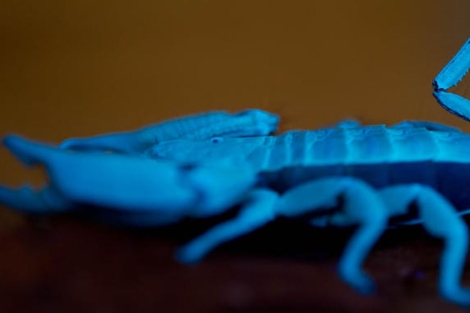 Escorpin, bajo la luz azulada en un laboratorio.|Science Daily