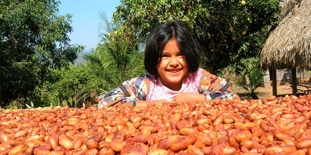 Cultivo y recolecta de cacao de Comercio Justo.| INTERMON OXFAM