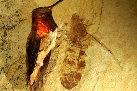 El fósil de la hormiga (d) comparado con una chispita rufa ('Selasphorus rufus'). | B. Archibald.
